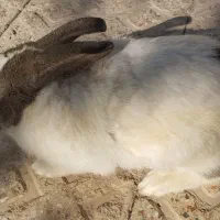 خرگوش بازی گوش|موش و خرگوش|شاهین‌شهر, گزبرخوار|دیوار