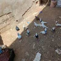 کبوتر رنگی|پرنده|بندر ماهشهر, |دیوار
