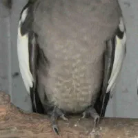 عروس هلندی گمشده