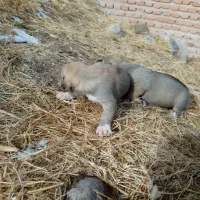 واگذاری توله سگ دورگه عراقی سرابی تضمینی|سگ|مراغه, |دیوار