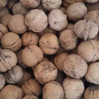 گردو بیدواز