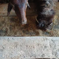 بره بز میش گوشت
