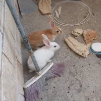 خرگوش خانگی
