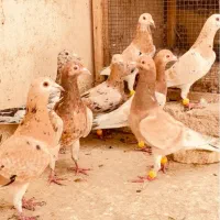 ماده|پرنده|قزوین, |دیوار