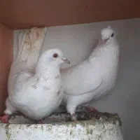 کبوتر