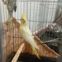 عروس هلندی|پرنده|زاغه, |دیوار