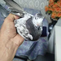 کفتر پرشی|پرنده|رشت, جانبازان|دیوار
