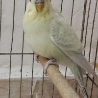 معاوضه مرغ عشق نر با کبوتر ماده