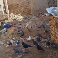 کفتر آلمانی