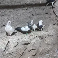 کبوتر