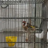 سره نر ۲ ماهه قفس