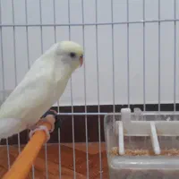 مرغ عشق ماده باقفس|پرنده|رشت, پیرکلاچای|دیوار