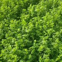 یونجه ساقه ریز