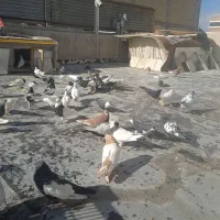 کفتر رنگی درجه ۱|پرنده|شاهینشهر, شهرک میلاد|دیوار