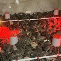 بلدرچین|حیوانات مزرعه|جیرفت, |دیوار