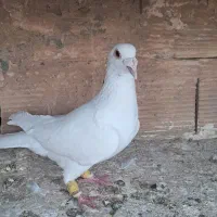 پشت کاغذی ماده پرو دوم کوتاه