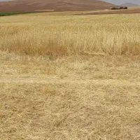 اجاره زمین کشاورزی آبی و دیم کاشت سیر وغیره