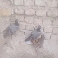 کبوتر