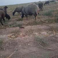 فروش ی راس قوچ