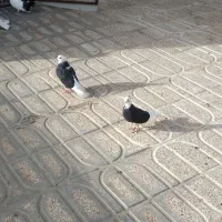 یه ۱۰تا۱۲ کفتر خوب رنگی هوای زیر قیمت معاوضه|پرنده|محمدشهر, محمدشهر|دیوار