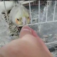 جفت عروس فروش و معاوضه|پرنده|مشهد, طبرسی شمالی|دیوار