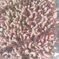 کاکتوس|گل و گیاه طبیعی|محمدشهر, محمدشهر|دیوار