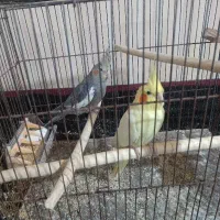عروس هلندی نر ماده دستی اواز خان