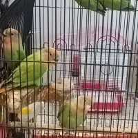 طوطی برزیلی