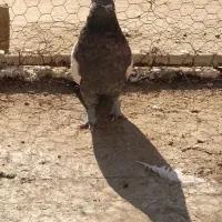 کبوتر سینه ای