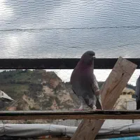 کبوتر پرشی|پرنده|رستمکلا, |دیوار