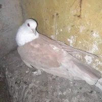 کبوتر رنگی|پرنده|گنبد کاووس, |دیوار