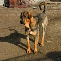 یک‌جفت نر و ماده پژدر