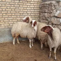 گوسفند میش سنجابی|حیوانات مزرعه|ماهیدشت, |دیوار