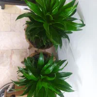 آناناسی|گل و گیاه طبیعی|قم, آزادگان|دیوار