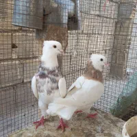 کبوتر نروماده|پرنده|اصفهان, قائمیه|دیوار