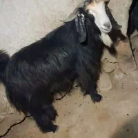 فروش قوچ بختیاری اصل تیشتر پازنی میش زاییده|حیوانات مزرعه|قلعه ممبی, |دیوار