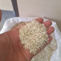 برنج محلی خوشپخت و خوش عطر