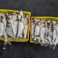 ماهی قزل بدون استخوان تازه تازه حراج|ماهی|خرم‌آباد, |دیوار