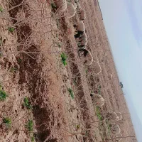 میش بر|حیوانات مزرعه|یزدان شهر, |دیوار