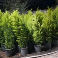 استخدام نیرو خانم|استخدام بازاریابی و فروش|کوچصفهان, |دیوار