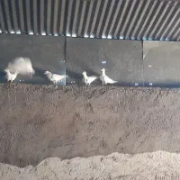 سلام. کفتر.فروشی|پرنده|سده (خراسان جنوبی), |دیوار