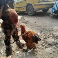 خروس امپراطور برهما|حیوانات مزرعه|هادی شهر, |دیوار