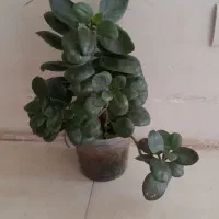 سرکارگر