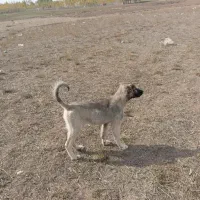 توله سرابی 3ماهه ماده 3میلیون|سگ|سرعین, |دیوار