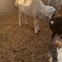 بره|حیوانات مزرعه|مرودشت, ده بید|دیوار