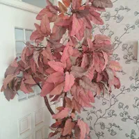 درخت کنار سالنی کاملا سالم