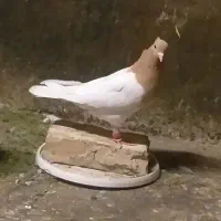 کبوتر کله زرد و کله سبز