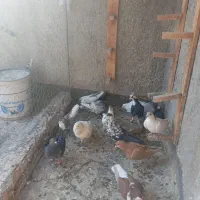 سلام 14 حیونه گرفتنی همه پرشی