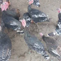 تعداد بوقلمون داشتی و گوشتی سالم|حیوانات مزرعه|سیروان, |دیوار