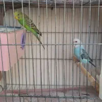 مرغ عشق|پرنده|شیراز, شهرک کوشکک|دیوار